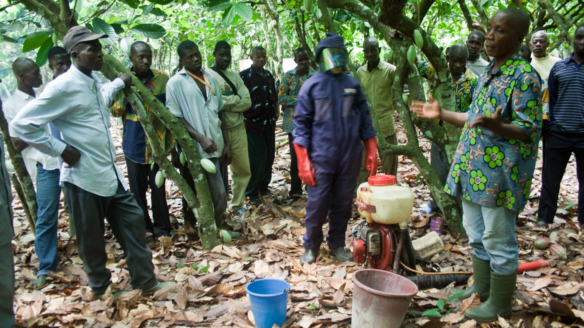 Cocoa Famer Group