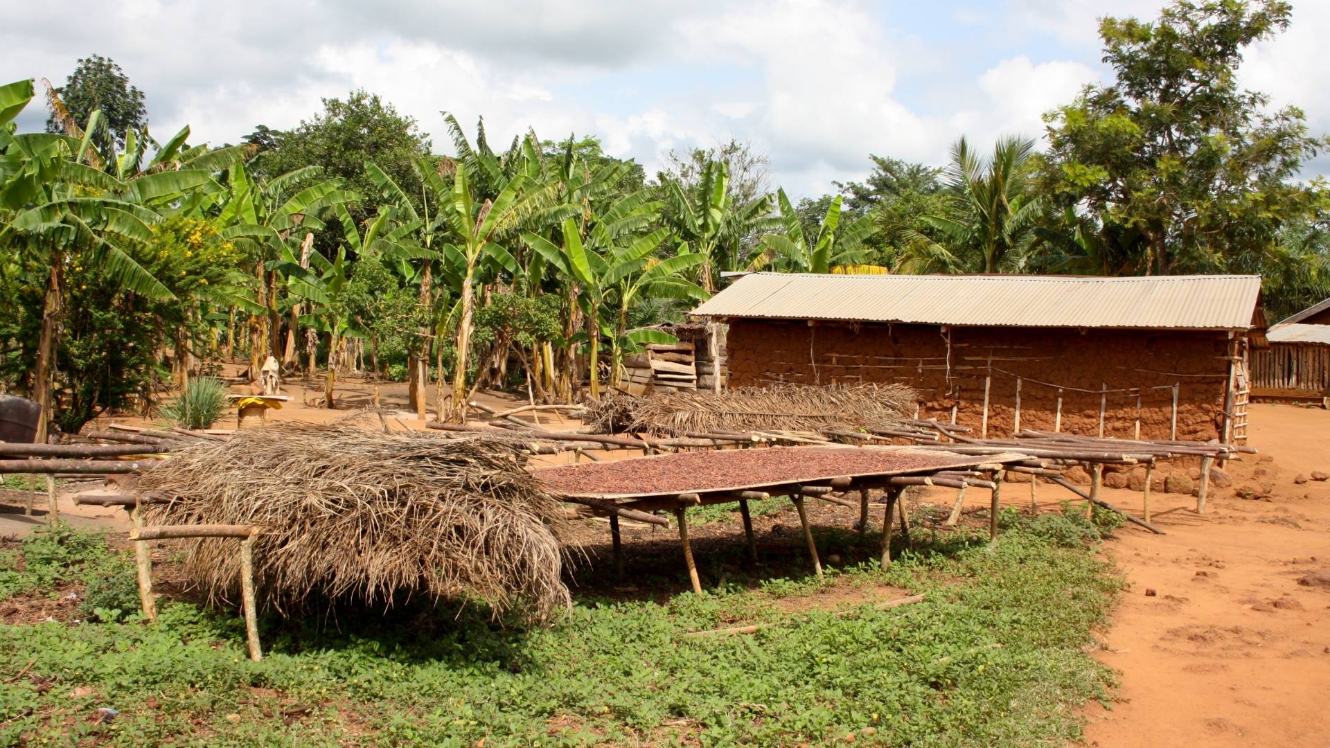Cocoa plantation in Ghana