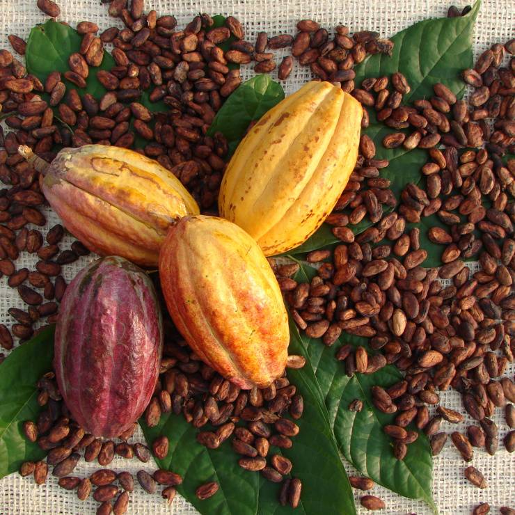 Rainforest Alliance Certified cocoa