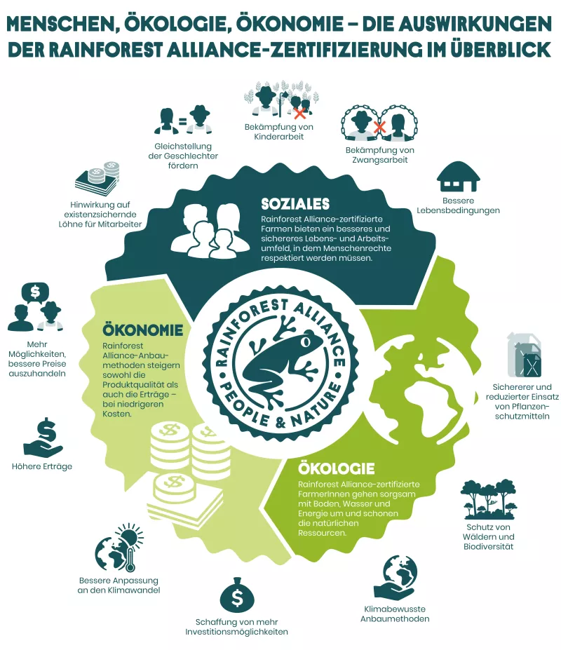 Rainforest Infografik